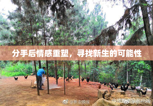 分手后情感重塑，寻找新生的可能性