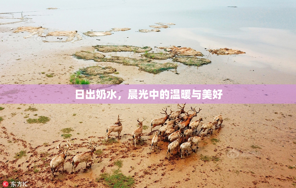 日出奶水，晨光中的温暖与美好