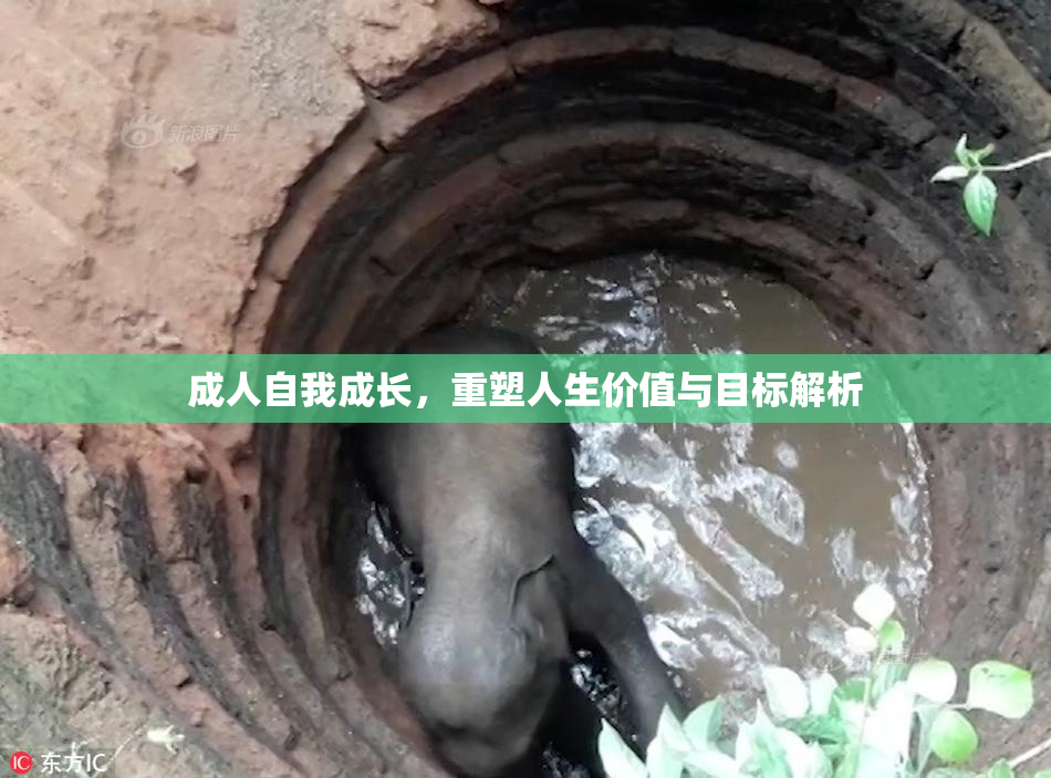 成人自我成长，重塑人生价值与目标解析