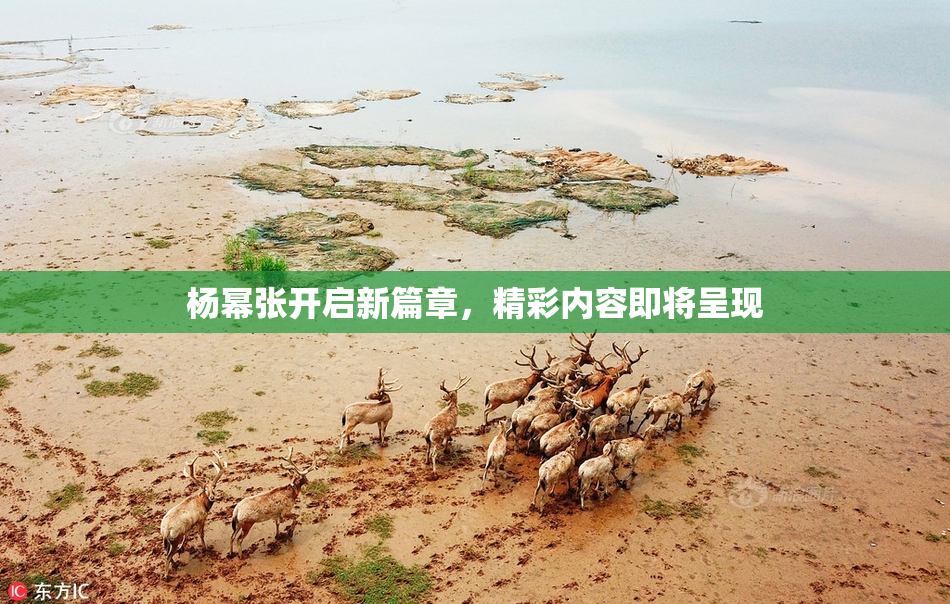 杨幂张开启新篇章，精彩内容即将呈现