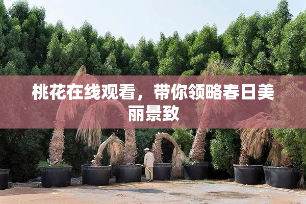 桃花在线观看，带你领略春日美丽景致