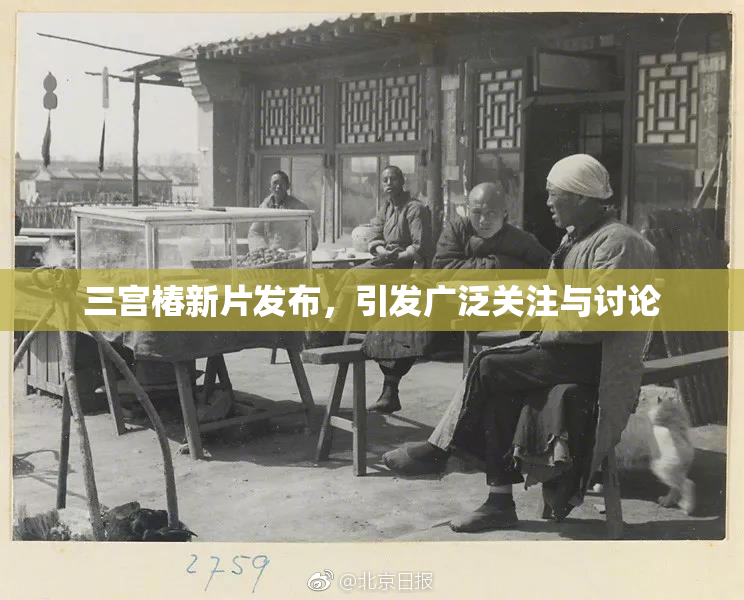 三宫椿新片发布，引发广泛关注与讨论