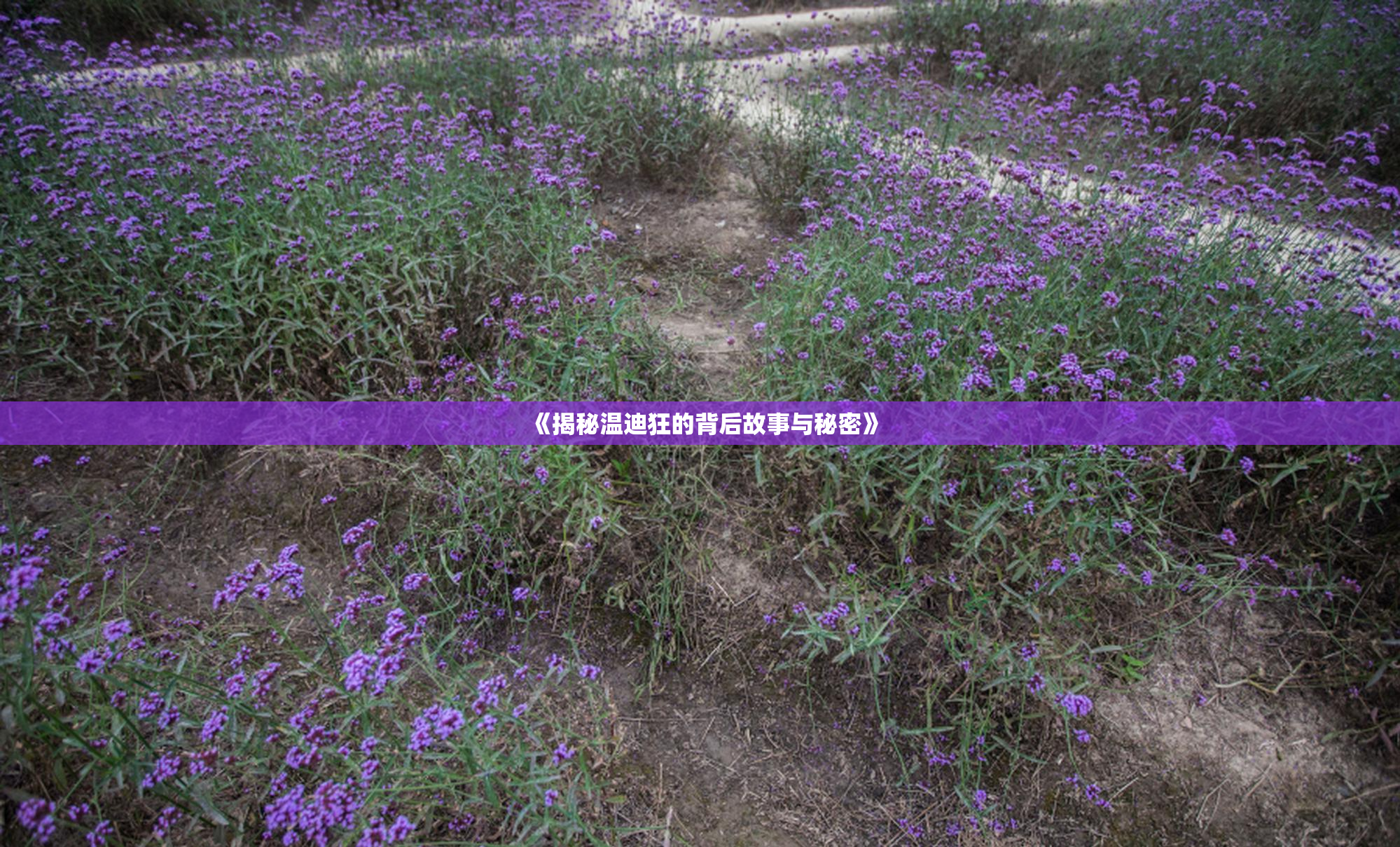 《揭秘温迪狂的背后故事与秘密》
