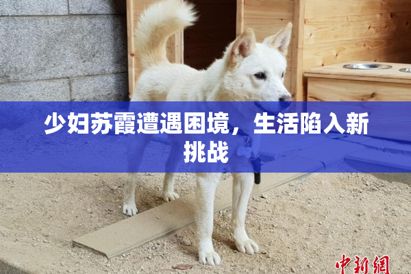 少妇苏霞遭遇困境，生活陷入新挑战