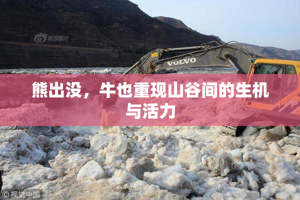 熊出没，牛也重现山谷间的生机与活力