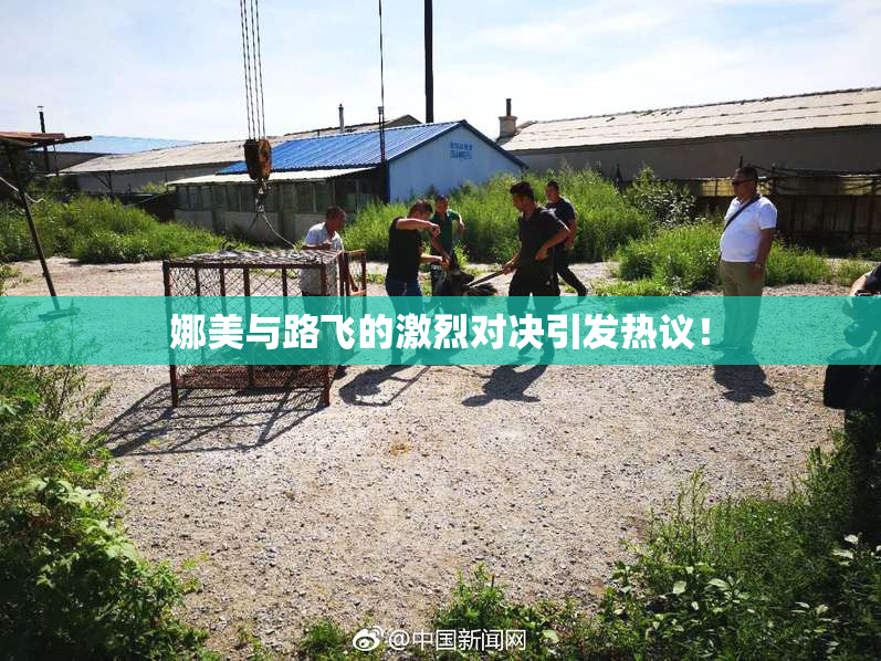 娜美与路飞的激烈对决引发热议！