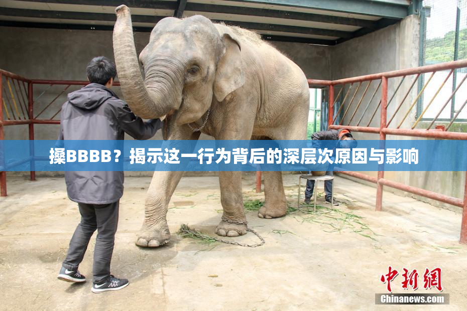 搡BBBB？揭示这一行为背后的深层次原因与影响