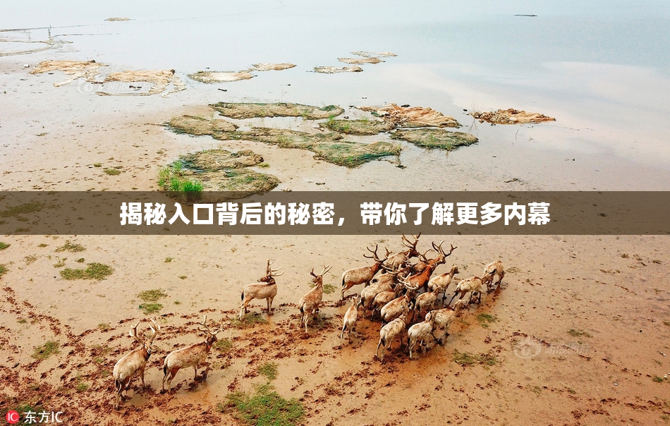 揭秘入口背后的秘密，带你了解更多内幕