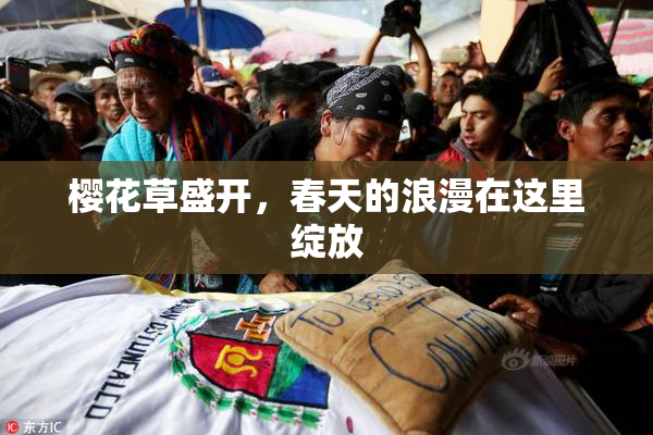 樱花草盛开，春天的浪漫在这里绽放