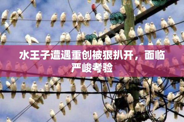 水王子遭遇重创被狠扒开，面临严峻考验