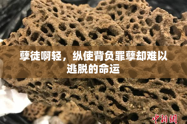 孽徒啊轻，纵使背负罪孽却难以逃脱的命运