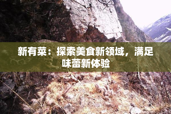 新有菜：探索美食新领域，满足味蕾新体验