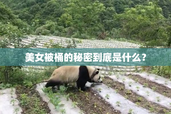 美女被桶的秘密到底是什么？