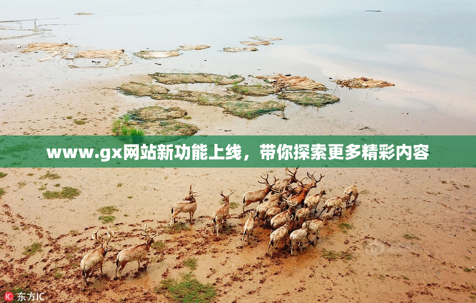 www.gx网站新功能上线，带你探索更多精彩内容