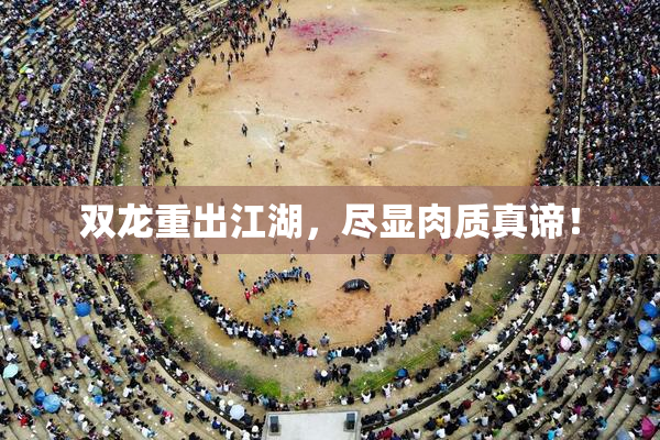 双龙重出江湖，尽显肉质真谛！