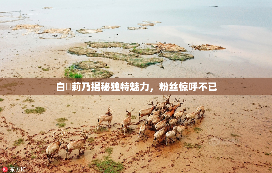 白咲莉乃揭秘独特魅力，粉丝惊呼不已