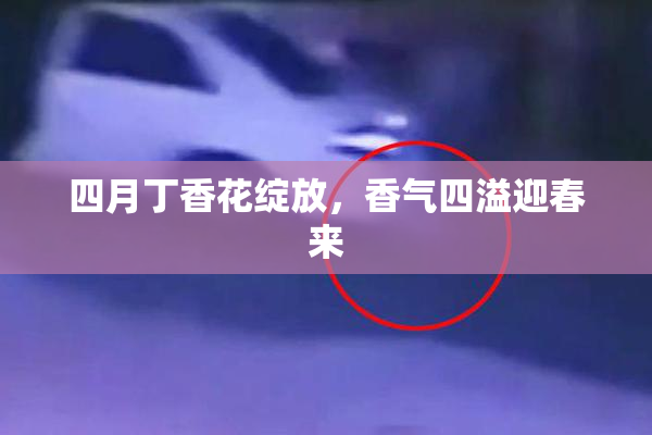 四月丁香花绽放，香气四溢迎春来