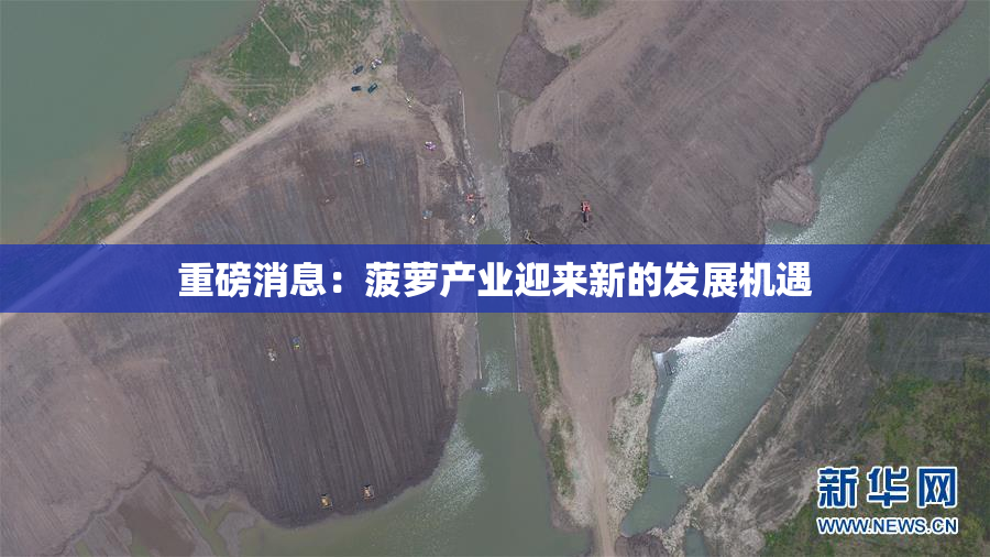 重磅消息：菠萝产业迎来新的发展机遇
