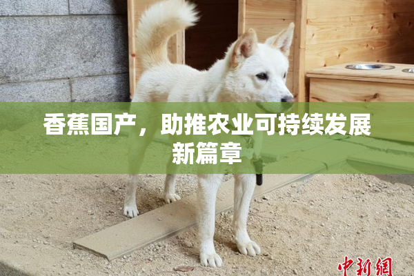 香蕉国产，助推农业可持续发展新篇章