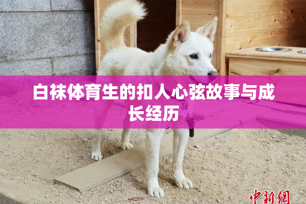 白袜体育生的扣人心弦故事与成长经历