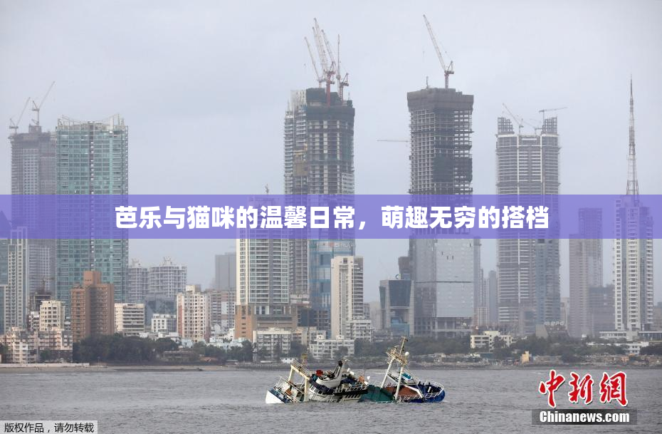 芭乐与猫咪的温馨日常，萌趣无穷的搭档