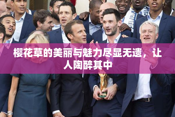 樱花草的美丽与魅力尽显无遗，让人陶醉其中