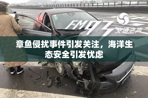 章鱼侵扰事件引发关注，海洋生态安全引发忧虑
