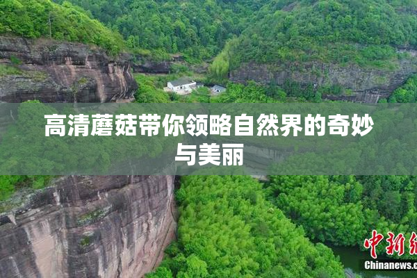 高清蘑菇带你领略自然界的奇妙与美丽