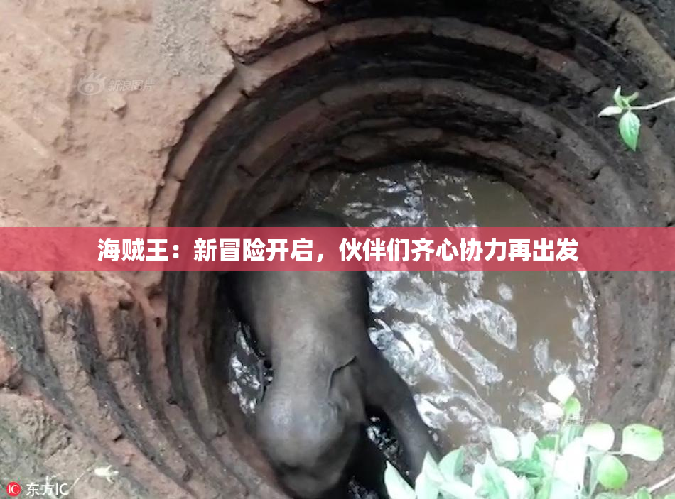 海贼王：新冒险开启，伙伴们齐心协力再出发