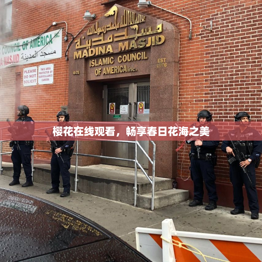 樱花在线观看，畅享春日花海之美