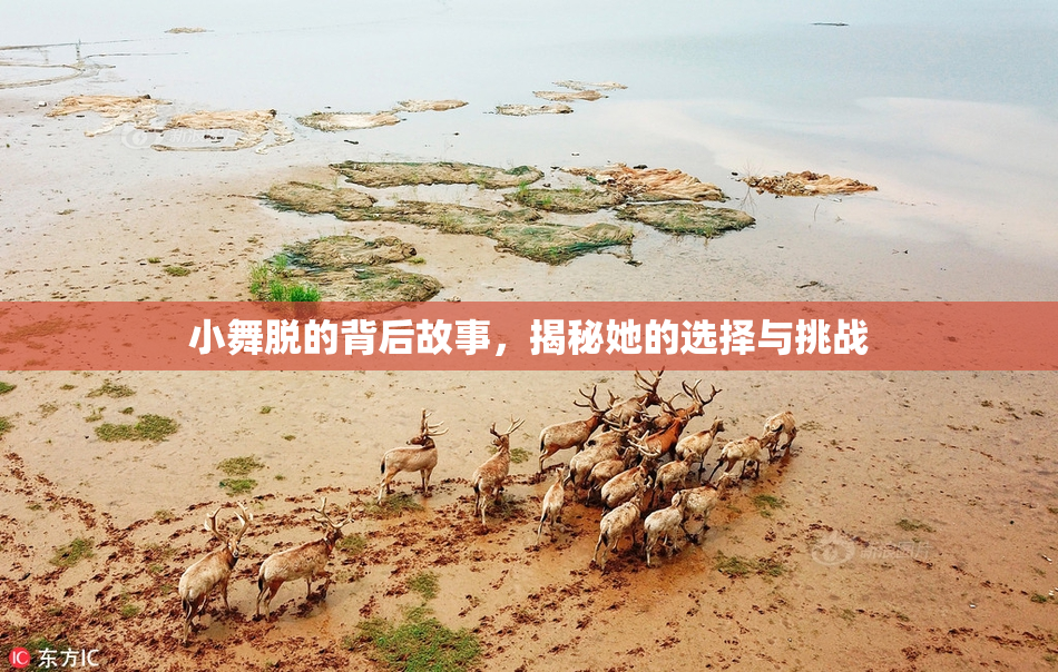 小舞脱的背后故事，揭秘她的选择与挑战