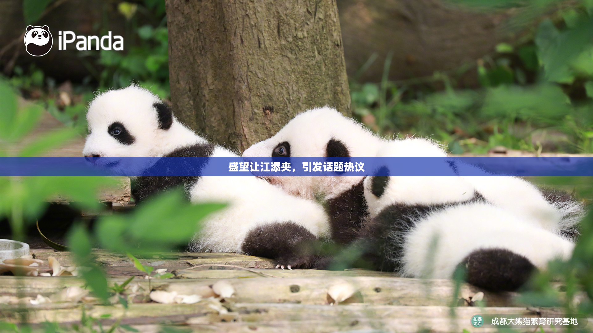 盛望让江添夹，引发话题热议