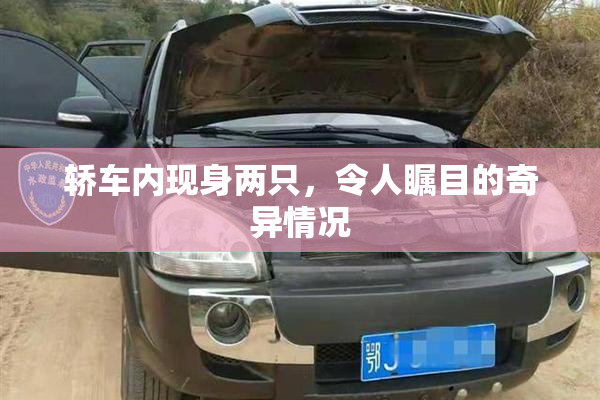 轿车内现身两只，令人瞩目的奇异情况
