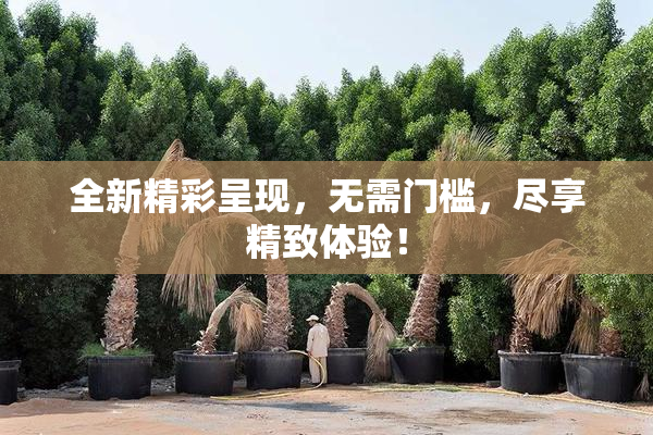 全新精彩呈现，无需门槛，尽享精致体验！