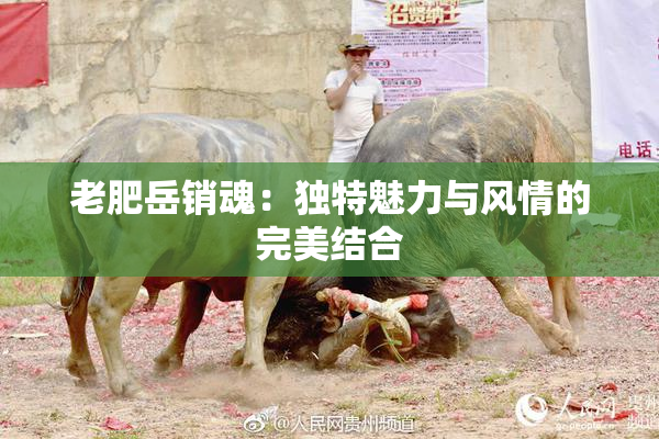 老肥岳销魂：独特魅力与风情的完美结合