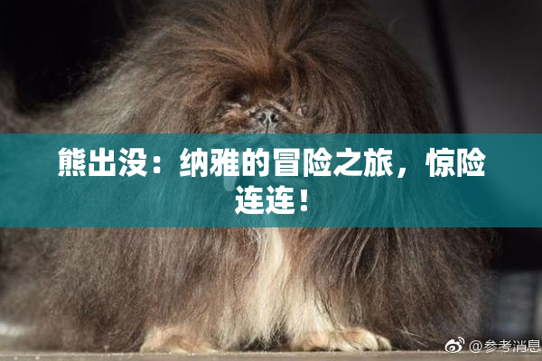熊出没：纳雅的冒险之旅，惊险连连！