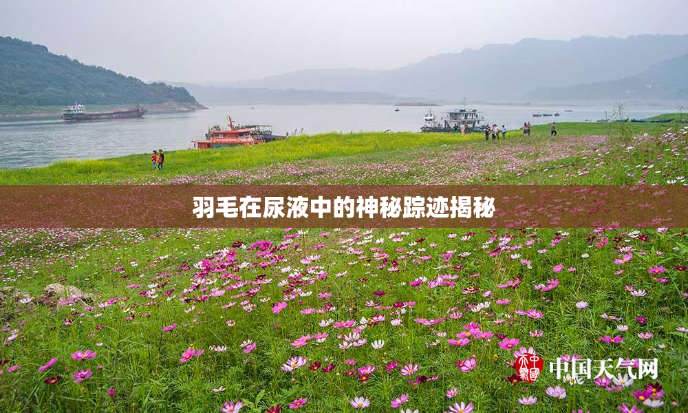 羽毛在尿液中的神秘踪迹揭秘