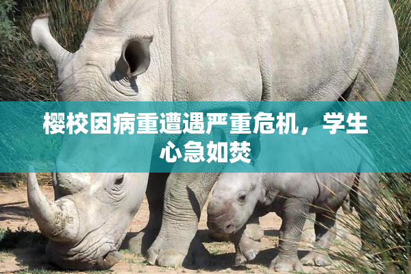 樱校因病重遭遇严重危机，学生心急如焚