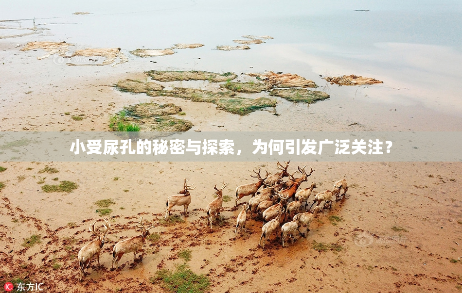 小受尿孔的秘密与探索，为何引发广泛关注？