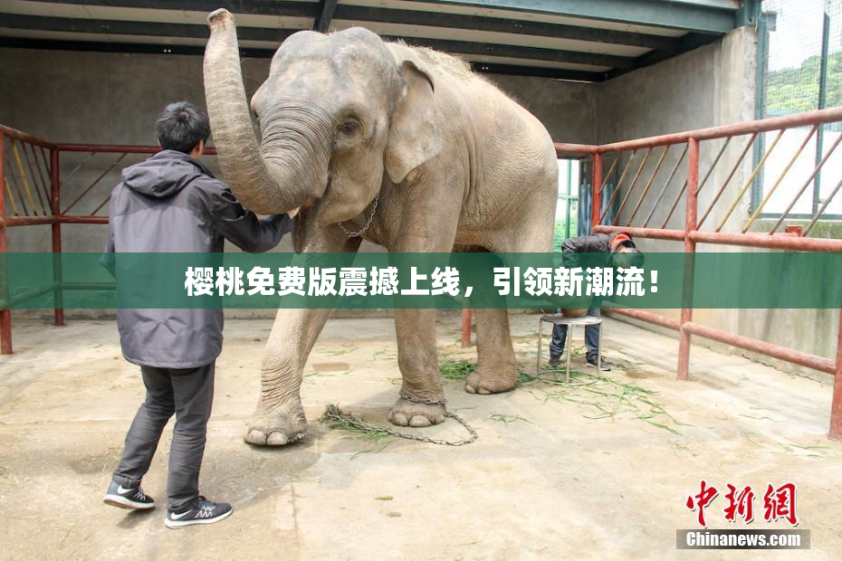 樱桃免费版震撼上线，引领新潮流！