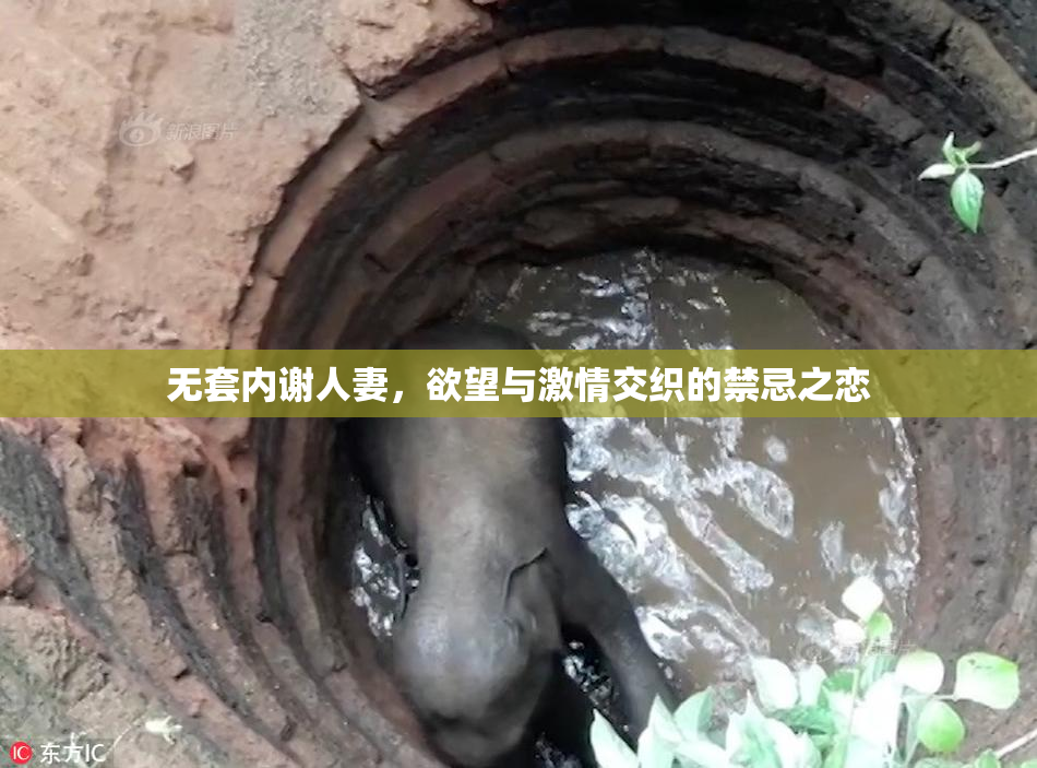 无套内谢人妻，欲望与激情交织的禁忌之恋