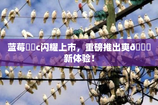 蓝莓❌‌c闪耀上市，重磅推出爽🔞新体验！