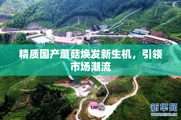 精质国产蘑菇焕发新生机，引领市场潮流