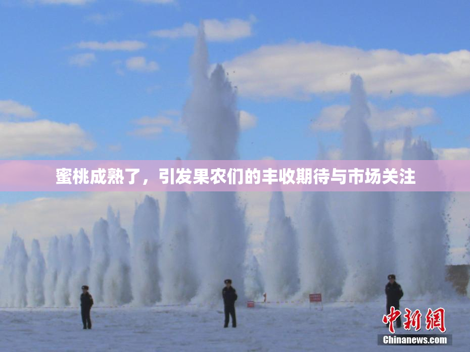 蜜桃成熟了，引发果农们的丰收期待与市场关注