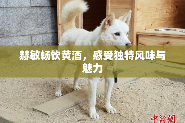 赫敏畅饮黄酒，感受独特风味与魅力