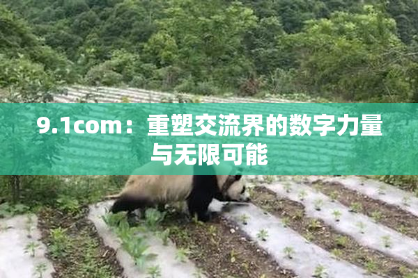 9.1com：重塑交流界的数字力量与无限可能