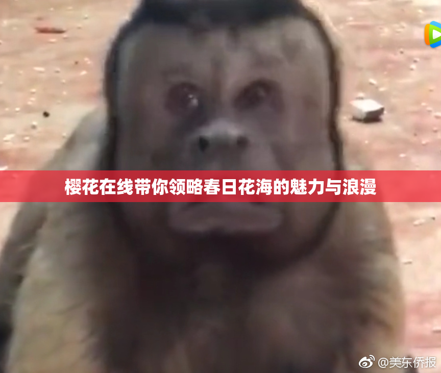 樱花在线带你领略春日花海的魅力与浪漫