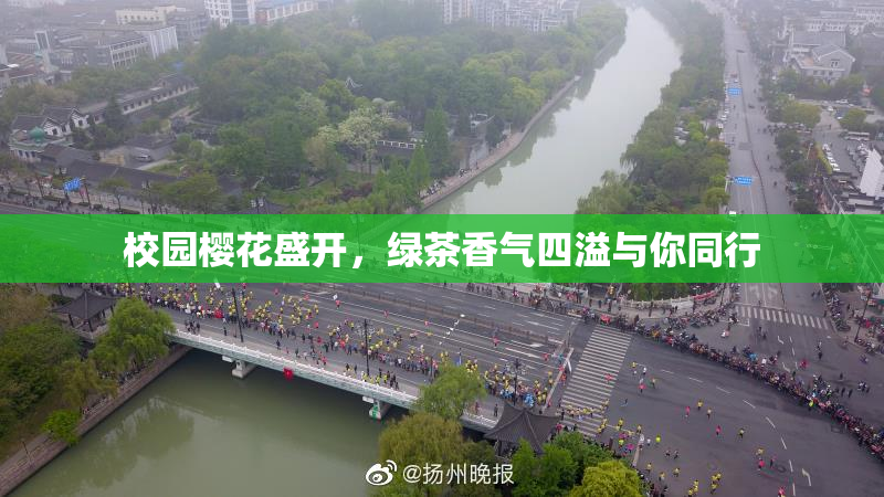 校园樱花盛开，绿茶香气四溢与你同行