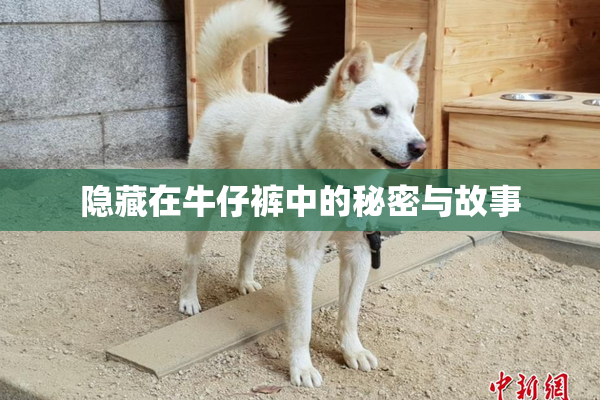 隐藏在牛仔裤中的秘密与故事