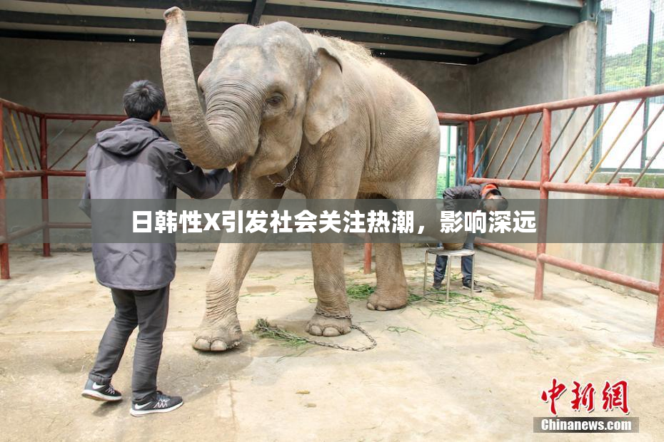 日韩性X引发社会关注热潮，影响深远